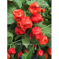 7-Pot Jonah Red Pepper Seeds 