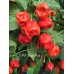 7-Pot Jonah Red Pepper Seeds 