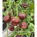 Apocalypse Chocolate Pepper Seeds