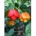 7-Pot Lava Red Pepper Seeds