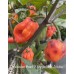 Maldavian Heart X Purple Bhut Jolokia Pepper Seeds Maldavian Heart X Purple Bhut Jolokia Pepper Seeds