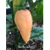 Bhut Jolokia Salmon Pepper Seeds 