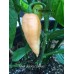 Bhut Jolokia Salmon Pepper Seeds 