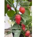 7-Pot Bubble Gum x Jays Ghost Pepper Red Pepper Seeds 7-Pot Bubble Gum x Jays Ghost Pepper Red Pepper Seeds