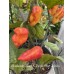 Maldavian Heart X Purple Bhut Jolokia Pepper Seeds Maldavian Heart X Purple Bhut Jolokia Pepper Seeds