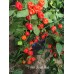 7-Pot Jonah Red Pepper Seeds 