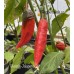 Ghostly Jalapeño Pepper Seeds 