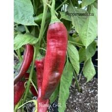 Numex 64L epper Seeds Numex 64L epper Seeds