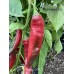 Numex 64L epper Seeds Numex 64L epper Seeds
