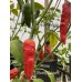 Ghostly Jalapeño Pepper Seeds 
