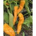 Large Yellow Orange Cayenne Pepper Seeds 