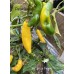 Aji Yellow Pepper Seeds 