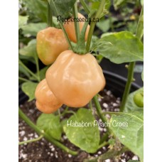 Hababon Peach Cross Pepper Seeds 