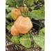 Hababon Peach Cross Pepper Seeds 