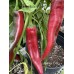 Numex 64L epper Seeds Numex 64L epper Seeds