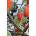 Maldavian Heart X Purple Bhut Jolokia Pepper Seeds Maldavian Heart X Purple Bhut Jolokia Pepper Seeds