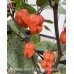 Maldavian Heart X Purple Bhut Jolokia Pepper Seeds Maldavian Heart X Purple Bhut Jolokia Pepper Seeds