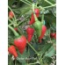 Chicken Heart Red Pepper Seeds Chicken Heart Red Pepper Seeds