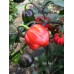 Yaki Red Pepper Seeds Yaki Red Pepper Seeds