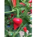 Chicken Heart Red Pepper Seeds Chicken Heart Red Pepper Seeds