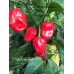 7-Pot Jonah Red Pepper Seeds 