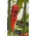 Ghostly Jalapeño Pepper Seeds 
