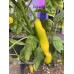 Aji Yellow Pepper Seeds 