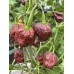 Apocalypse Chocolate Pepper Seeds