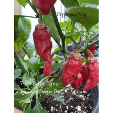 7-Pot Bubble Gum x Jays Ghost Pepper Red Pepper Seeds