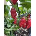 7-Pot Bubble Gum x Jays Ghost Pepper Red Pepper Seeds 7-Pot Bubble Gum x Jays Ghost Pepper Red Pepper Seeds