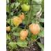 Hababon Peach Cross Pepper Seeds 