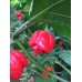 Yaki Red Pepper Seeds Yaki Red Pepper Seeds