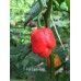 7-Pot Lava Red Pepper Seeds