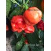 7-Pot Jonah Red Pepper Seeds 