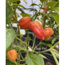 Clavo Red Pepper Seeds 