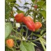 Clavo Red Pepper Seeds 