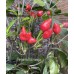 Pimenta Moranga Pepper Seeds Pimenta Moranga Pepper Seeds