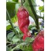 7-Pot Bubble Gum x Jays Ghost Pepper Red Pepper Seeds 7-Pot Bubble Gum x Jays Ghost Pepper Red Pepper Seeds
