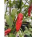 Ghostly Jalapeño Pepper Seeds 