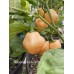 Hababon Peach Cross Pepper Seeds 