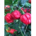Yaki Red Pepper Seeds Yaki Red Pepper Seeds