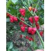 7-Pot Congo Red Pepper Seeds 7-Pot Congo Red Pepper Seeds