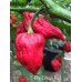 7-Pot Congo Red Pepper Seeds 7-Pot Congo Red Pepper Seeds