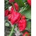 7-Pot Congo Red Pepper Seeds 7-Pot Congo Red Pepper Seeds