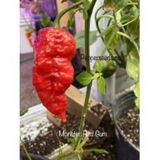 Monster Red Gum Pepper Seeds 