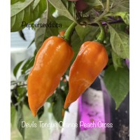 Devils Tongue Orange Peach Cross Pepper Seeds 