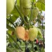 Peach Naga Pepper Seeds 