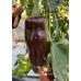 Big Sweet Chocolate Pepper Seeds Big Sweet Chocolate Pepper Seeds