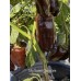 Big Sweet Chocolate Pepper Seeds Big Sweet Chocolate Pepper Seeds