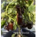 Big Sweet Chocolate Pepper Seeds Big Sweet Chocolate Pepper Seeds
